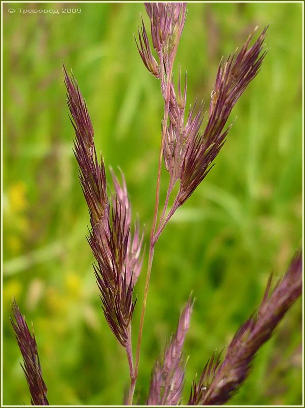 Изображение особи Calamagrostis epigeios.