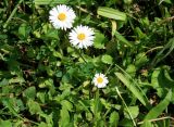 Bellis perennis