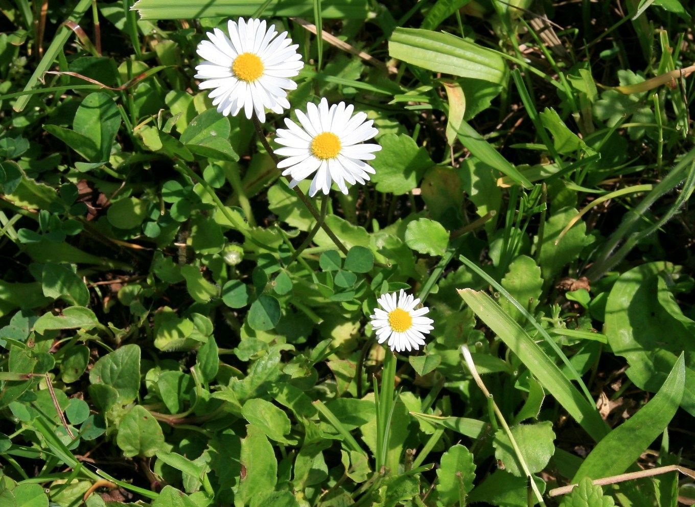 Image of Bellis perennis specimen.