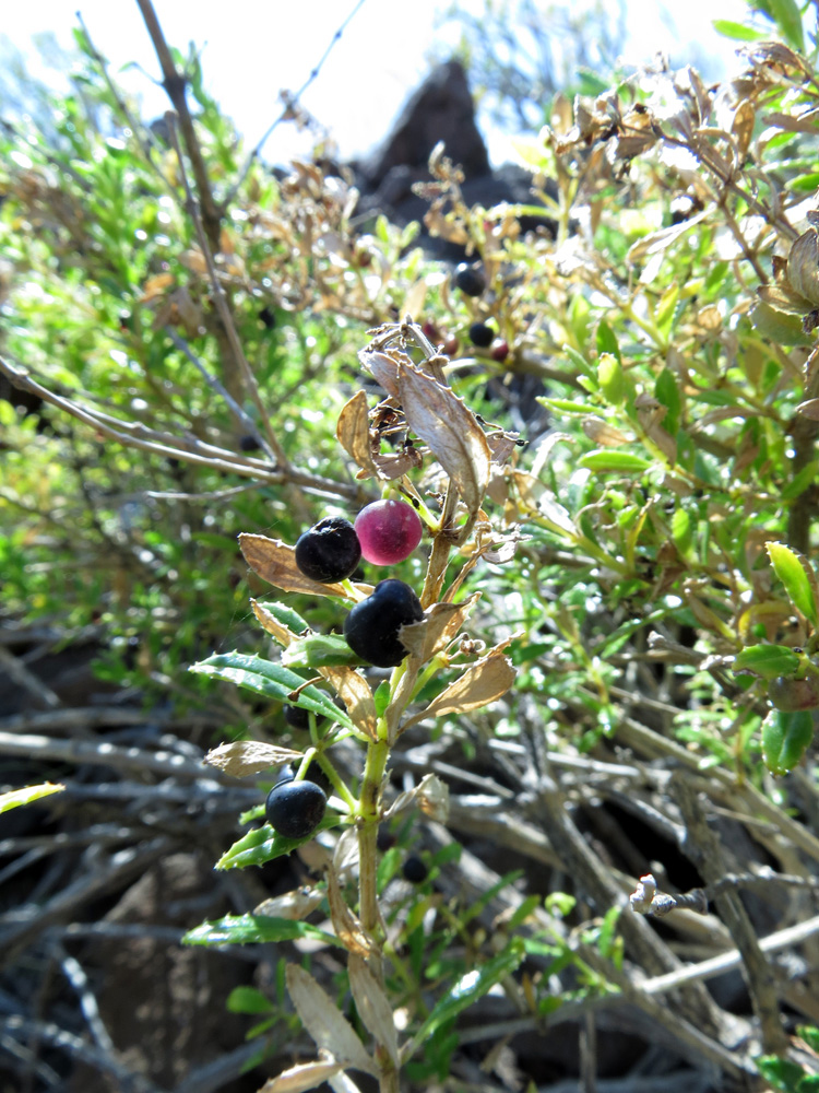 Image of Rubia fruticosa ssp. melanocarpa specimen.