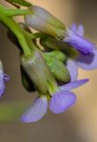 Image of taxon representative. Author is Татьяна Мальчинская