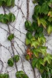 Parthenocissus tricuspidata. Побеги с листьями разной формы и окраски. Словения, Любляна, городское озеленение. 08.05.2014.