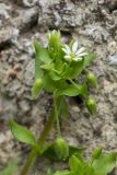 Stellaria neglecta