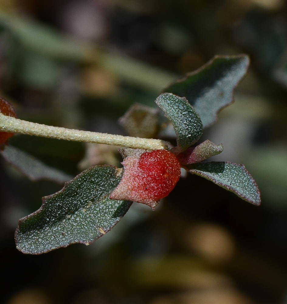 Image of Atriplex semibaccata specimen.