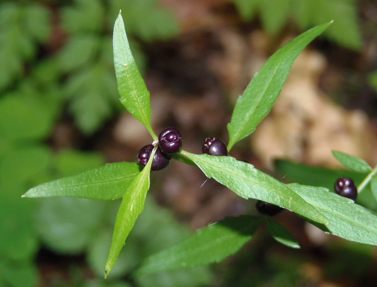 Изображение особи Cardamine bulbifera.