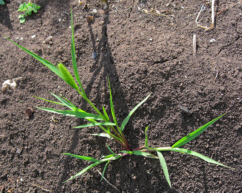 Image of Setaria viridis specimen.