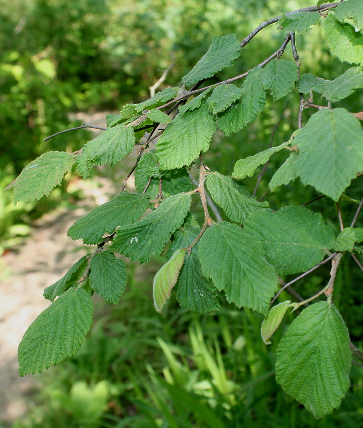 Image of Corylus californica specimen.