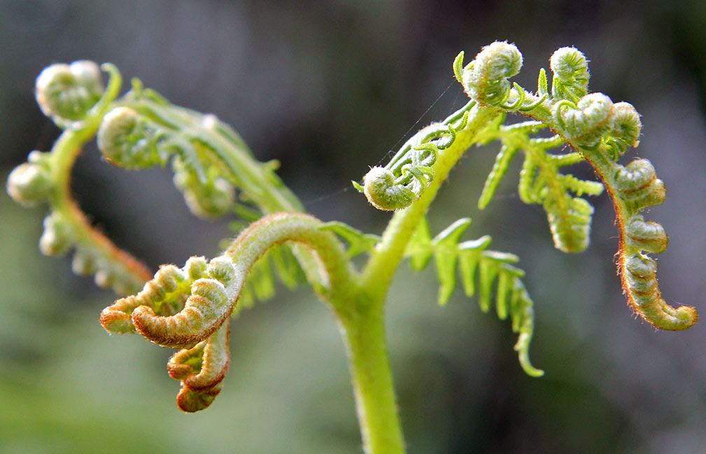 Изображение особи Pteridium aquilinum.