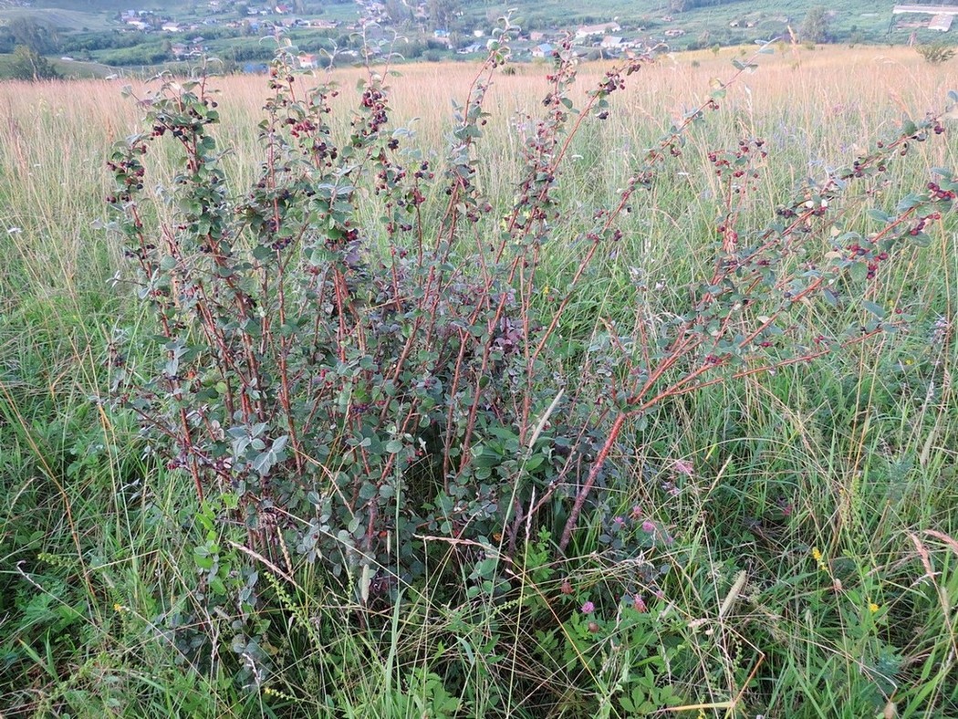 Image of Cotoneaster melanocarpus specimen.