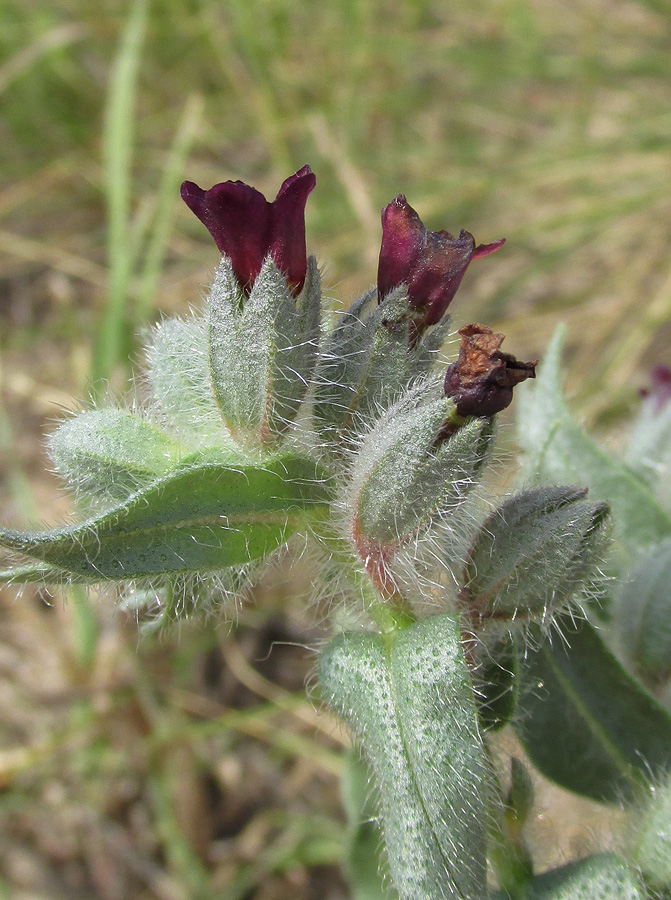 Image of Nonea rossica specimen.