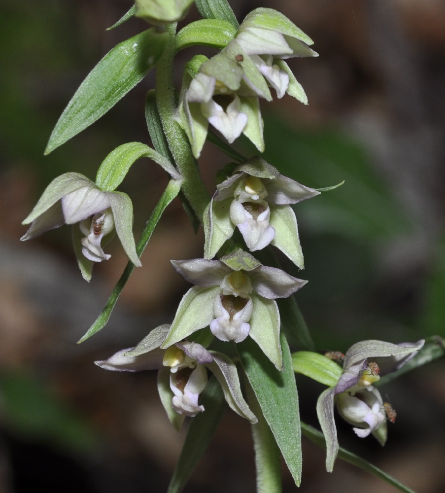 Image of Epipactis helleborine ssp. degenii specimen.