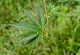Filipendula palmata