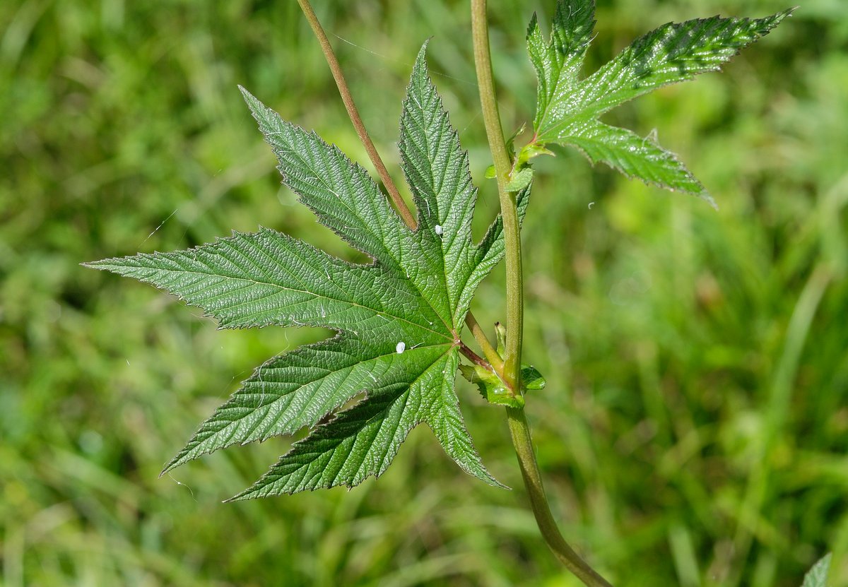 Изображение особи Filipendula palmata.