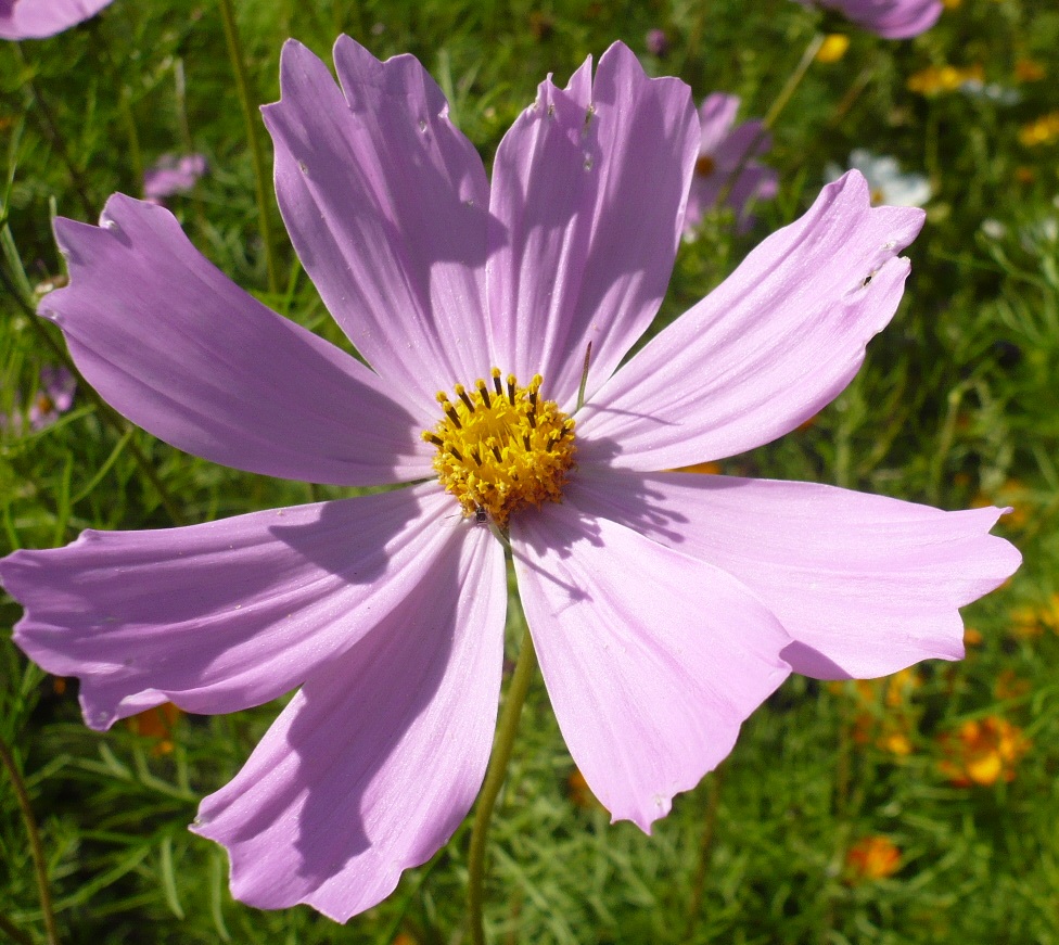 Изображение особи Cosmos bipinnatus.