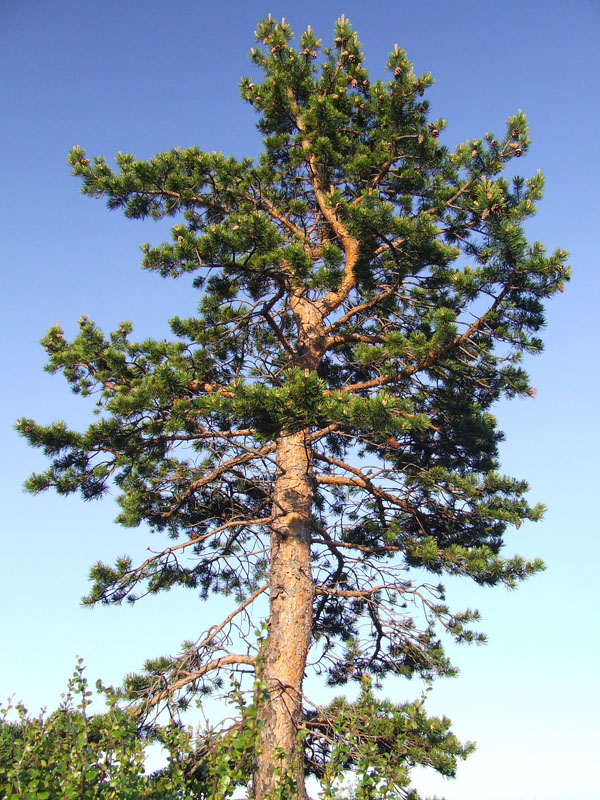 Изображение особи Pinus friesiana.