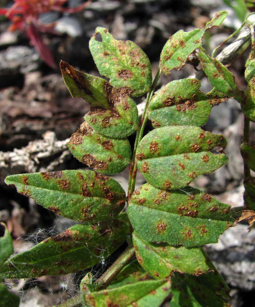 Image of Vicia sepium specimen.