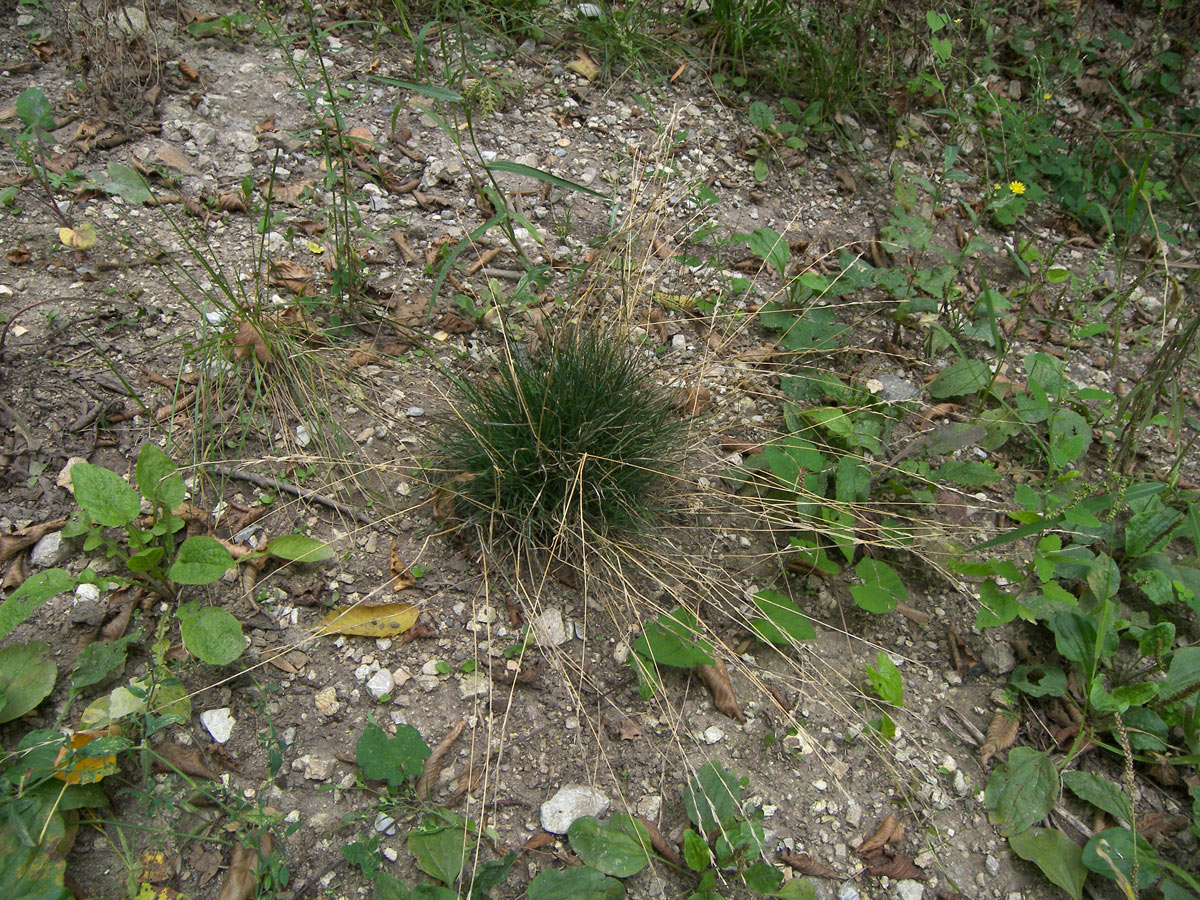 Image of Lolium perenne specimen.