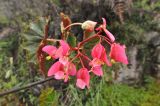 Begonia bracteosa. Соцветие. Перу, археологический комплекс Мачу-Пикчу, склон горы Мачу-Пикчу. 13 марта 2014 г.