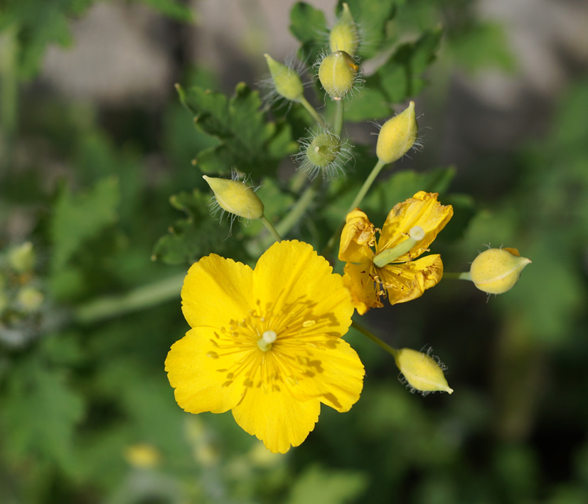 Изображение особи Chelidonium asiaticum.