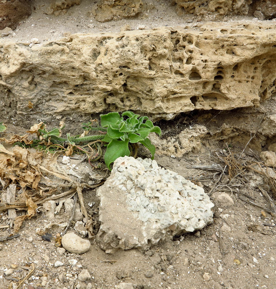 Image of Mesembryanthemum crystallinum specimen.