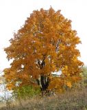 Acer platanoides