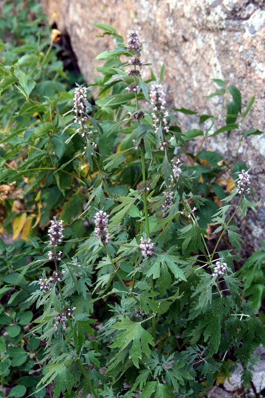 Изображение особи Leonurus turkestanicus.