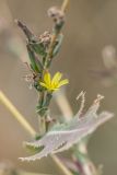 Lactuca serriola