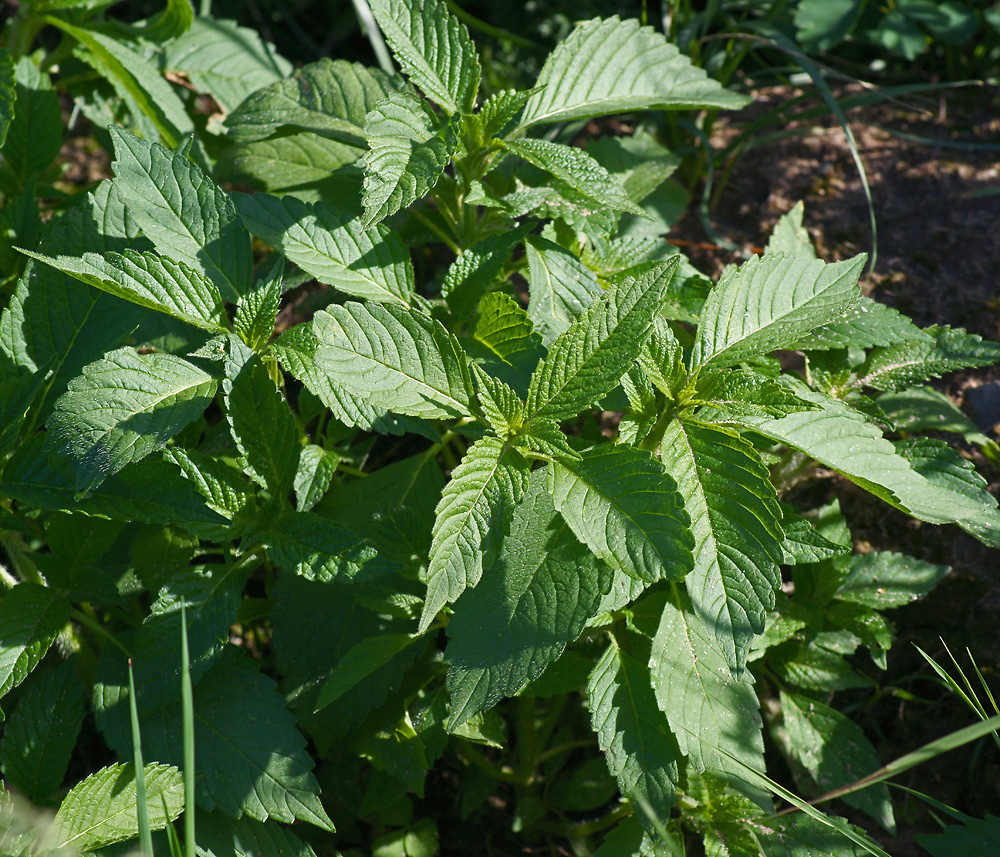 Image of Galeopsis bifida specimen.