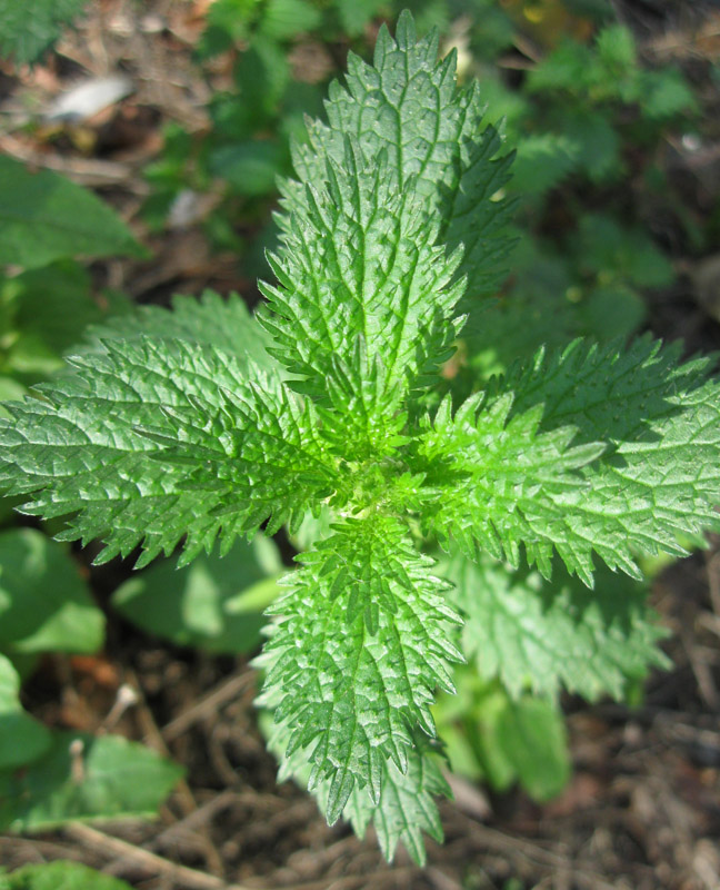 Image of Urtica urens specimen.
