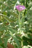 Epilobium villosum. Верхушка побега с цветком и бутонами. Крым, Байдарская долина. 19 июля 2009 г.