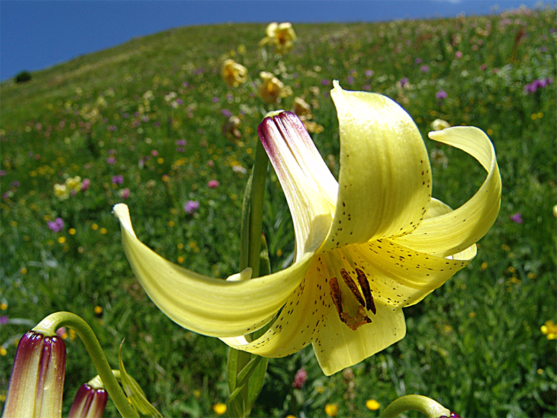 Изображение особи Lilium kesselringianum.