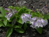 Pennellianthus frutescens. Цветущие растения.