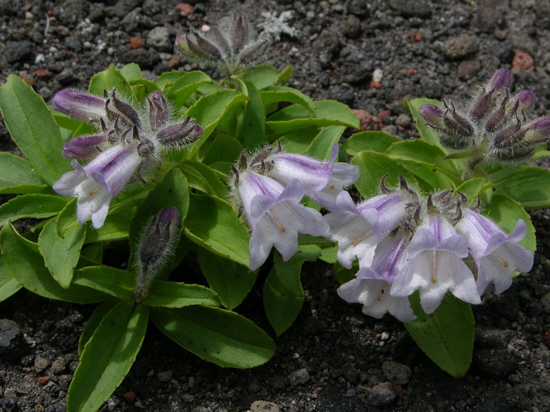 Image of Pennellianthus frutescens specimen.