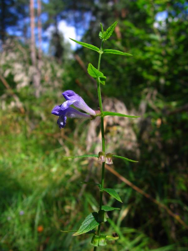 Изображение особи Scutellaria galericulata.