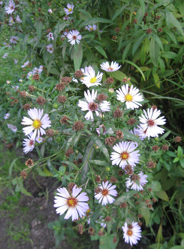 Image of Symphyotrichum novi-belgii specimen.