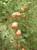 Lagonychium farctum. Побеги с плодами. Иран, пров. Хузестан, окрестности г. Шуш. Конец июля 2005 г.