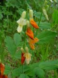 Lathyrus gmelinii