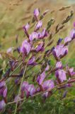 Oxytropis talgarica