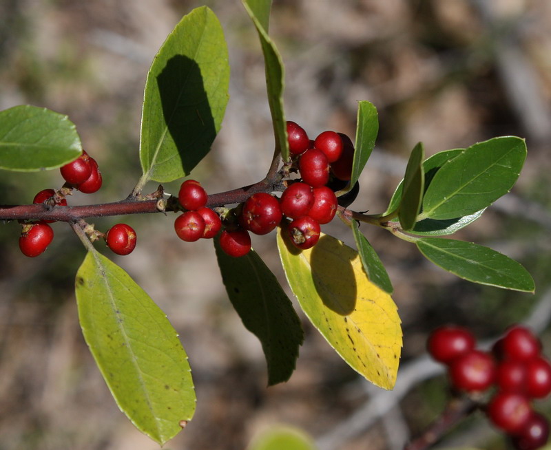 Image of Rhamnus alaternus specimen.