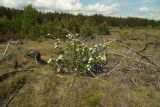 × Sorbaronia mitschurinii. Цветущее растение. Новгородская обл., Боровичский р-н, лес западнее г. Боровичи, вырубка. 31.05.2015.