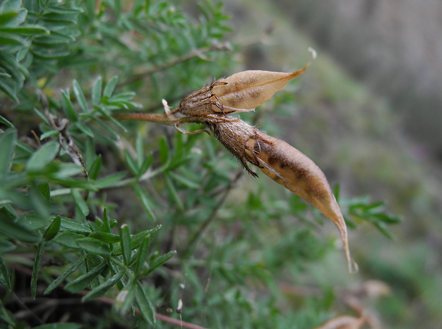 Изображение особи Oxytropis oxyphylloides.