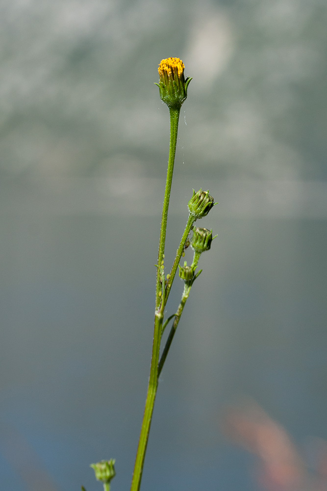 Image of Bidens bipinnata specimen.