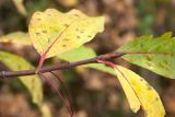 Euonymus latifolius. Верхушка побега с листьями в осенней окраске. Черногория, нац. парк Дурмитор, западная часть тропы вокруг Чёрного озера, среди букового леса на каменистом склоне. 15.10.2014.