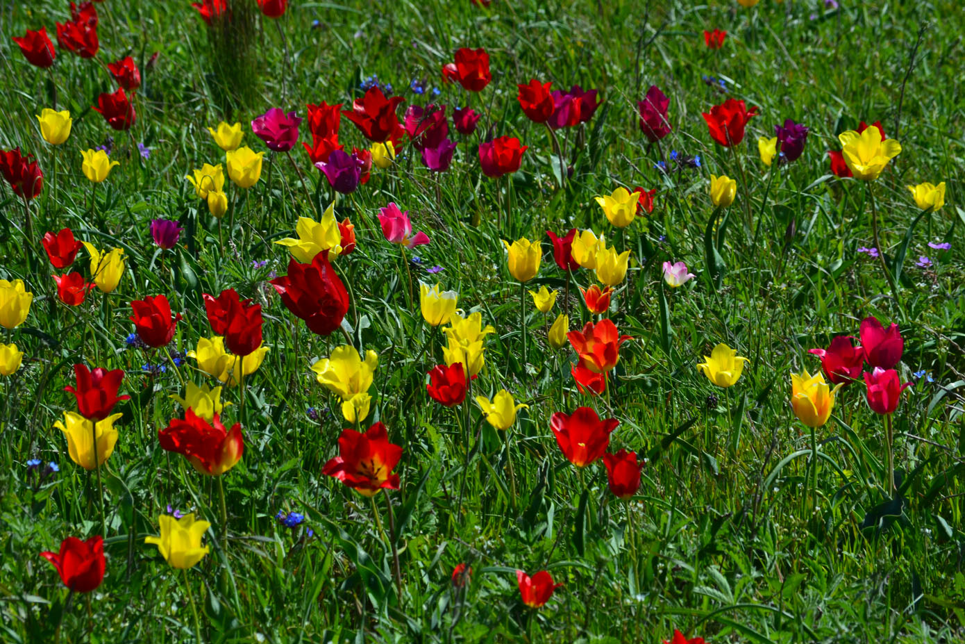 Image of Tulipa suaveolens specimen.