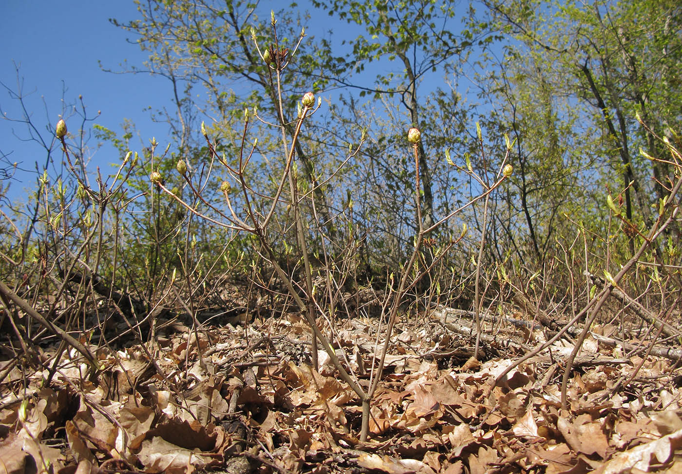 Image of Rhododendron luteum specimen.