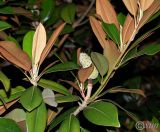 Magnolia grandiflora