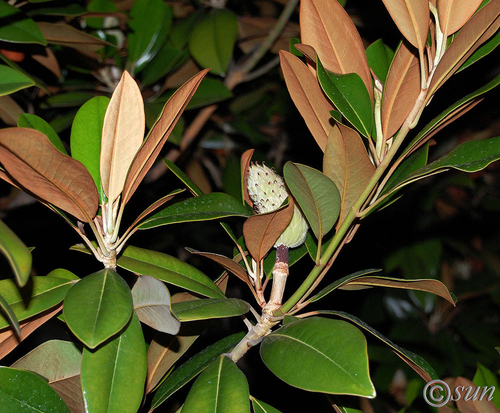 Image of Magnolia grandiflora specimen.