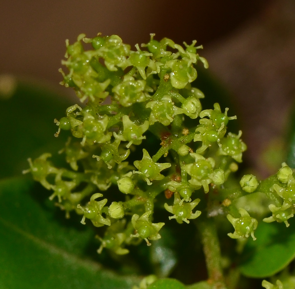 Изображение особи Rhus laevigata.