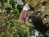 Cirsium pugnax