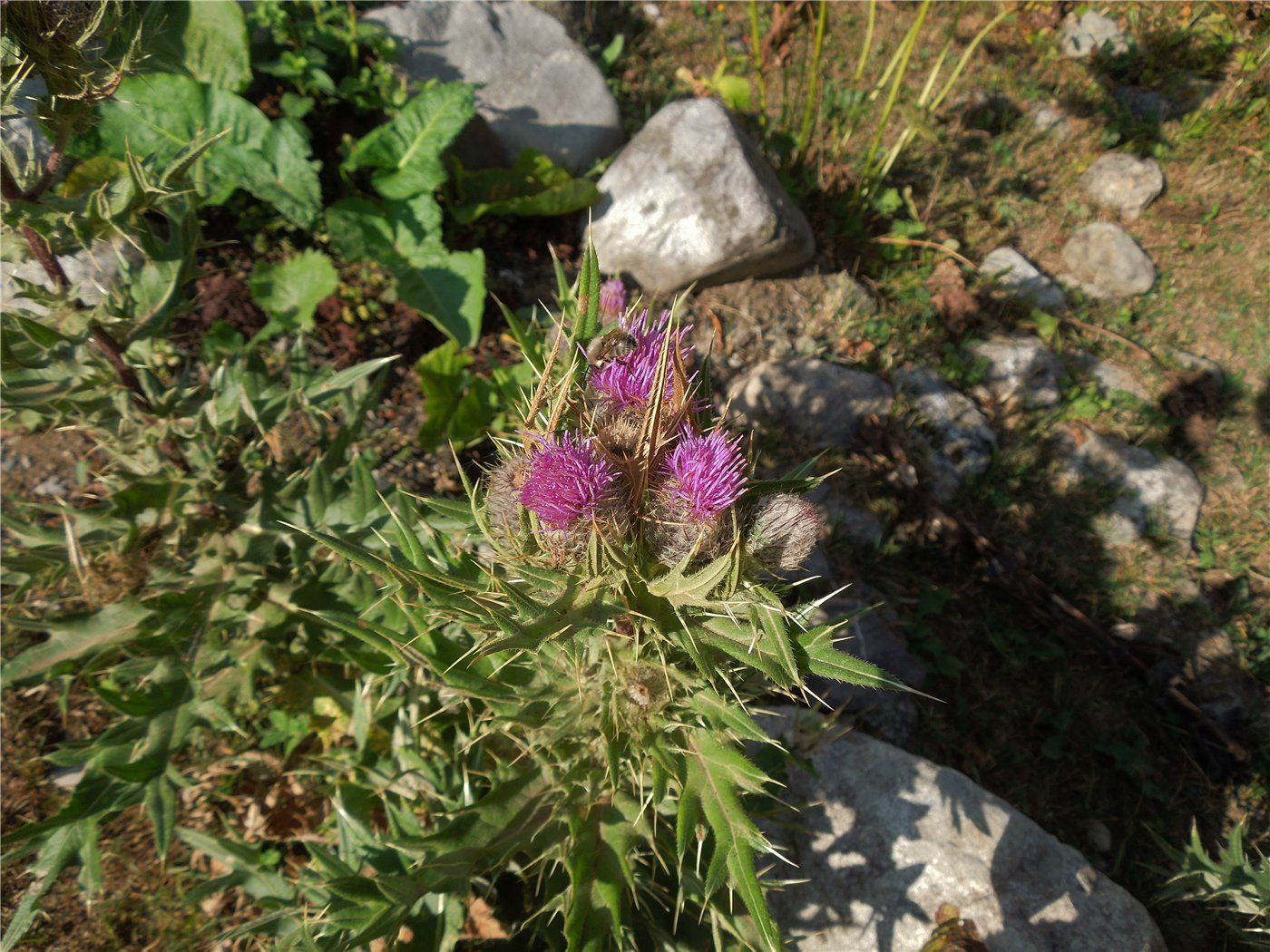 Image of Cirsium pugnax specimen.